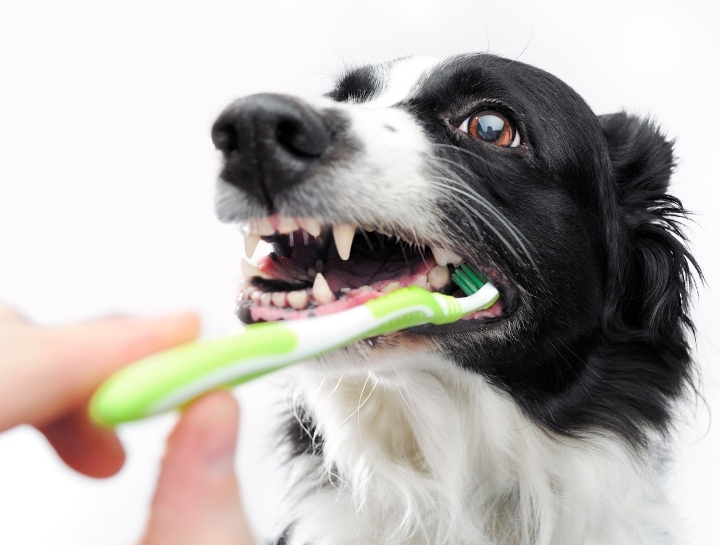 Denver Pet Dentists